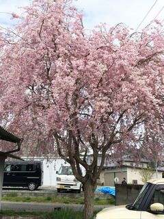 実家の桜2.jpg